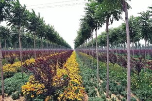 反季节苗木种植技术在园林绿化施工中的应用
