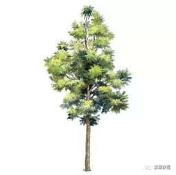 从一纸繁荫到万亩绿林 论70种树木画法与科学种植的协奏曲
