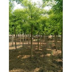 绿意盎然 济宁市兖州区鸿福苗木种植专业合作社的树木种植之道