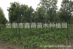 大叶女贞的种植优势与选购指南——访如皋市鑫鼎苗木种植园