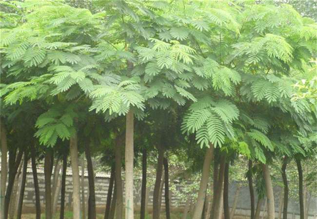农村经济林木 农村适合种植这几种树木,有你想要种植的吗