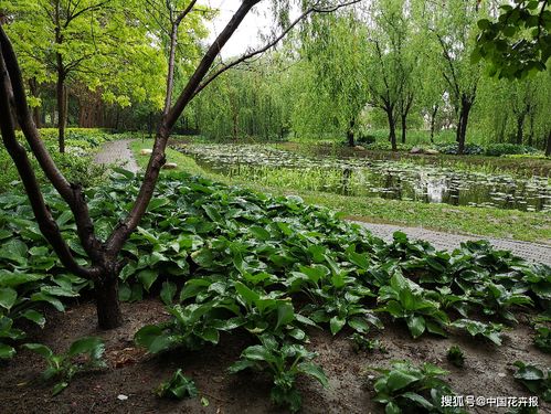 盐碱地上起绿洲——林木种质资源利用国家创新联盟调研天津泰达盐碱地绿化研究中心纪实