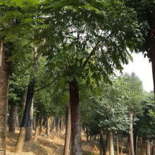 东营区硕丰林木种植农民专业合作社 扎根沃土，绿满齐鲁