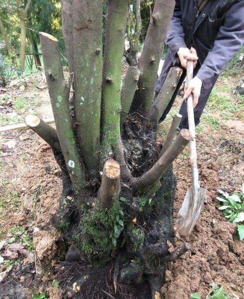 山坡上的‘废柴’植物，做成盆景后价值倍增，你知道是哪一种吗？