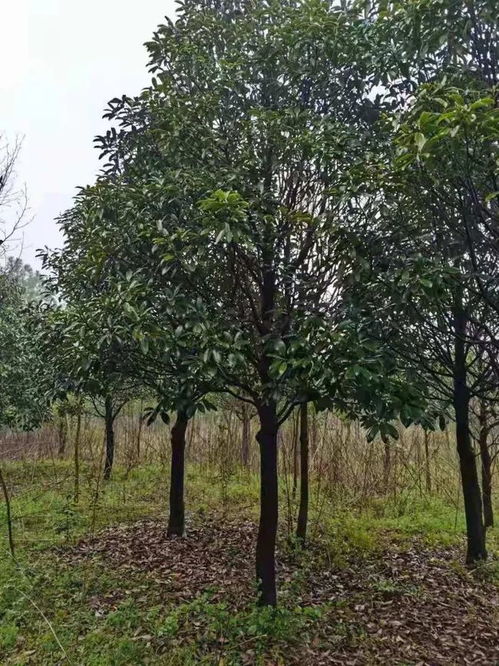 恭贺荆州区绿韵苗木种植经营部入驻苗木通——匠心育苗，绿动荆楚