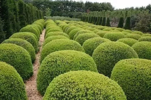 整形修剪，懂个球也很难——树木种植中的枝叶哲学
