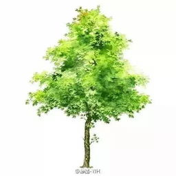 五十多种水彩树木素材总会有一种适合你 从技法到栽种的完全指南