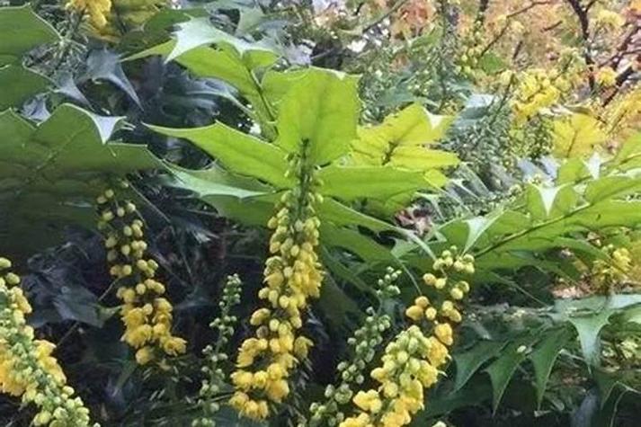 工厂绿化优选树种与种植要点